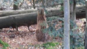 lynx in een bos bij Margaten